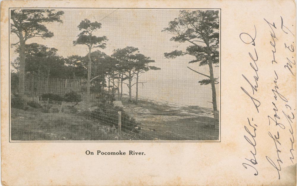 Front Side of Post Card, Pocomoke River